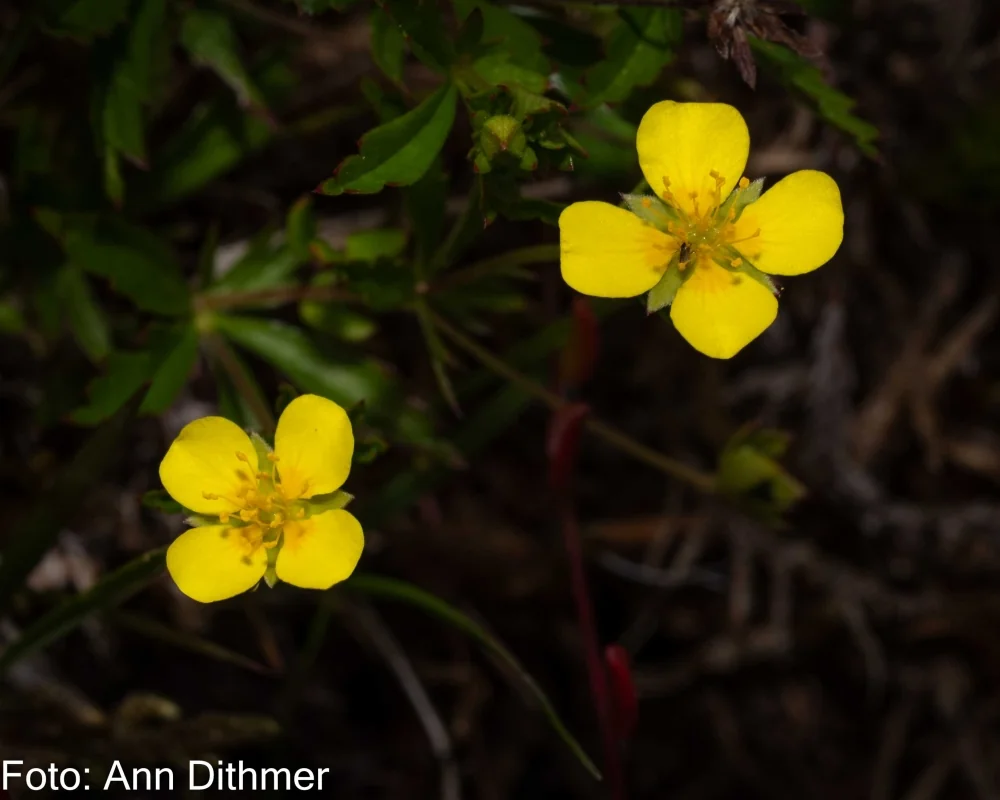 Potentil Tormentil Potentil Tormentil